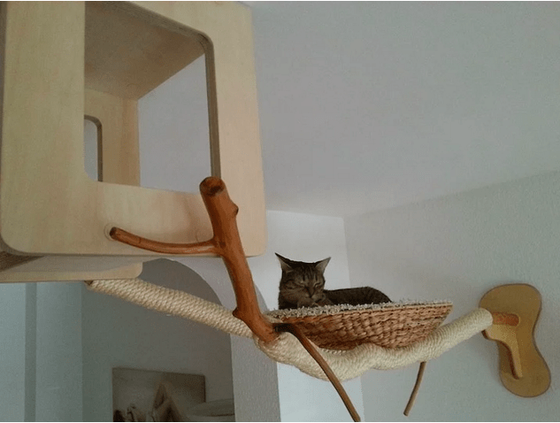 kedi-parkuru-10