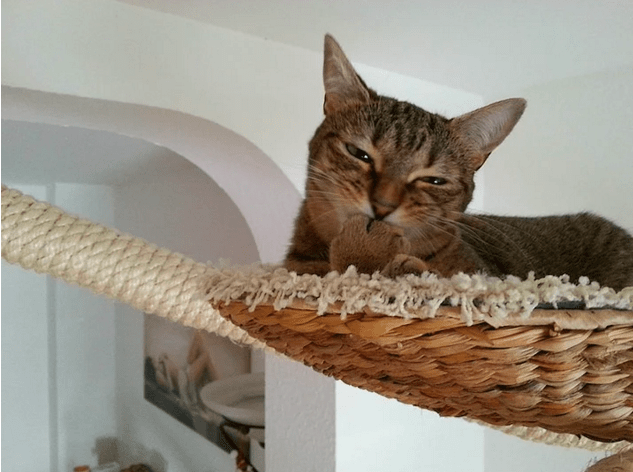 kedi-parkuru-11