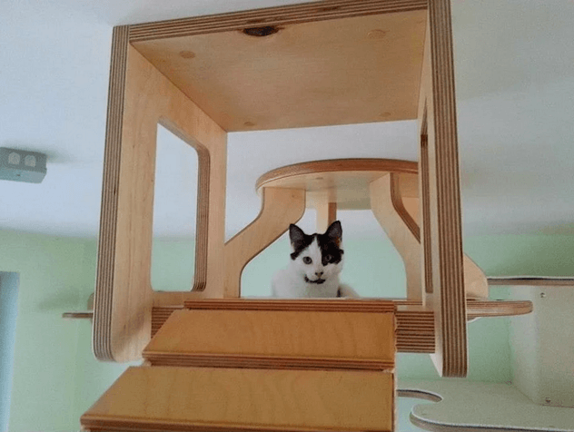 kedi-parkuru-6