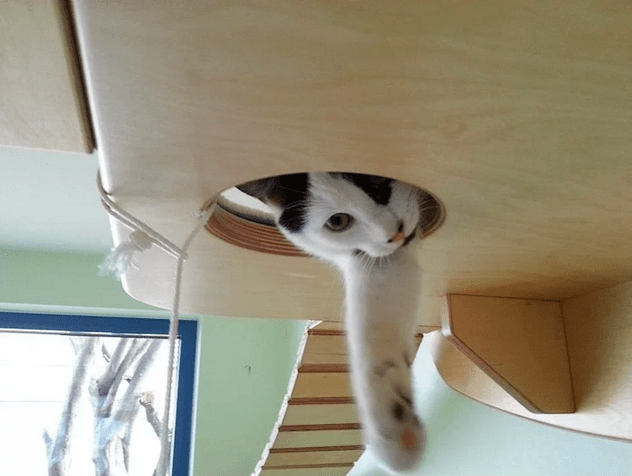 kedi-parkuru-7