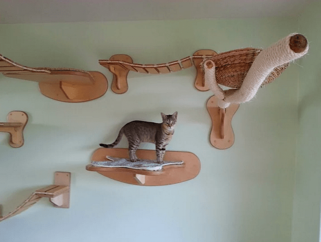 kedi-parkuru-8