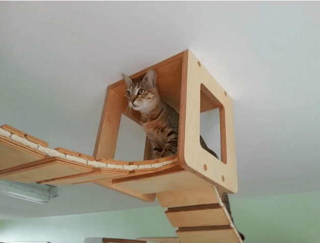 kedi-parkuru-9