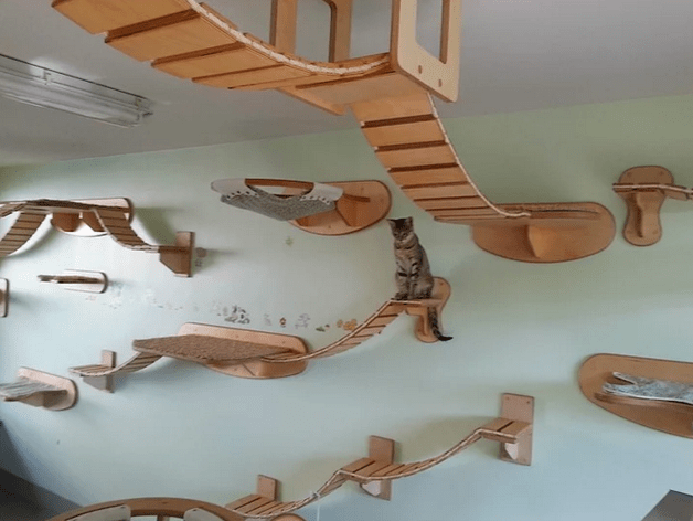kedi-parkuru